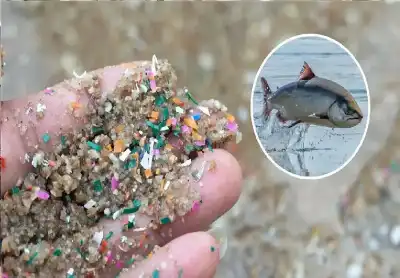 البلاستيك يغزو الدماغ: دراسة تكشف كيف