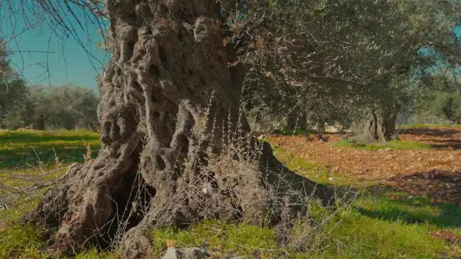 مدار الساعة,أخبار الأردن,اخبار الاردن,وزير الثقافة,مصطفى الرواشدة,وزارة الثقافة