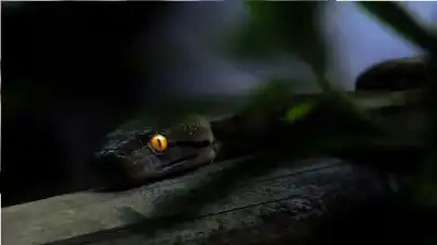 ثورة في الرؤية الاصطناعية: تحويل الأشعة