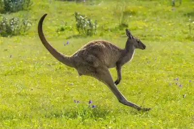 ديناميكية القفز عند الكنغر: دراسة تكشف