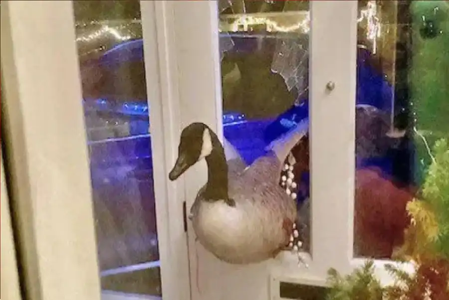 مدار الساعة,أخبار خفيفة ومنوعة