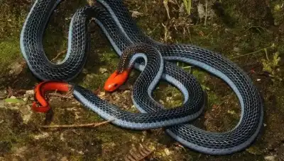 القضاء البريطاني يمنع رجلا من اقتناء