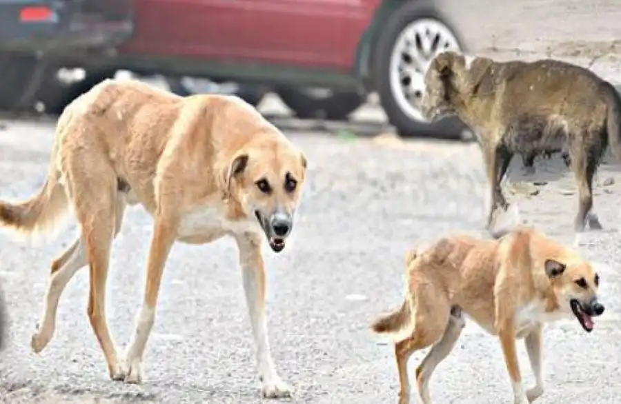 مدار الساعة,أخبار عربية ودولية,النيابة العامة