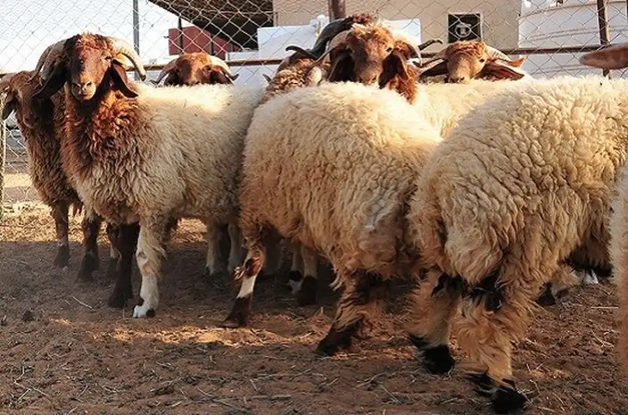 مدار الساعة,أخبار اقتصادية,وزارة الزراعة,وكالة الأنباء الأردنية
