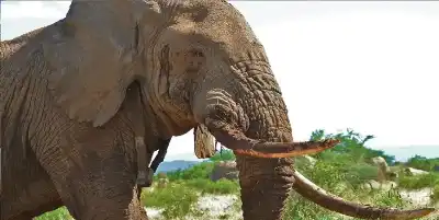 فيل هائج يقتل 17 شخصا في