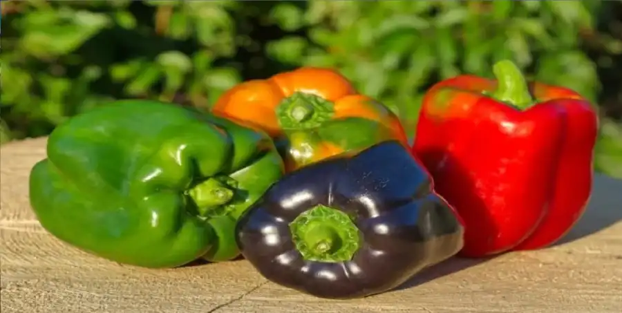 مدار الساعة,أخبار الصحة والأسرة