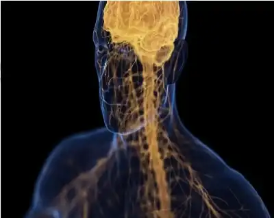 اكتشاف محور العظام والدماغ.. دراسة تكشف