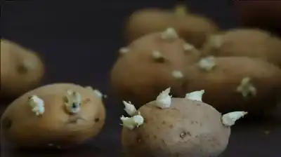 البطاطا المنبتة والخضراء.. سموم طبيعية لا