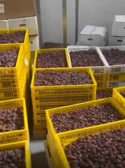 الغذاء والدواء تغلق مصنع تعبئة تمور