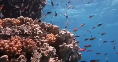 البحر الأحمر أول وجهة سياحية معتمدة