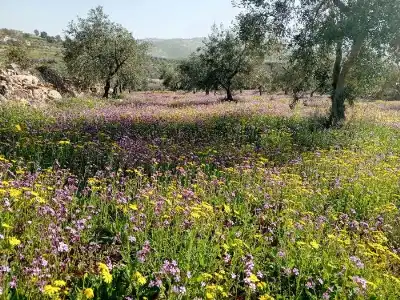 ربيع إربد يستقطب آلاف المتنزهين في