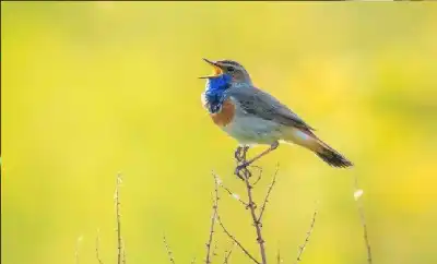أمم أمثالكم.. وصدق الله تعالى