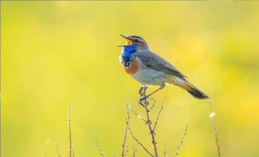 مدار الساعة,أخبار خفيفة ومنوعة
