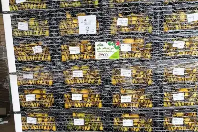 الأردن يعفي صادرات زراعية فلسطينية من