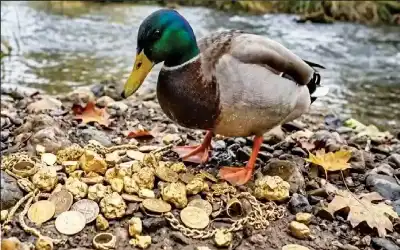 ماذا لو كنت مكانه راعي البطة؟