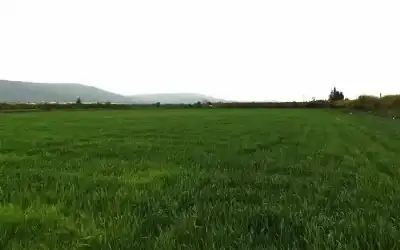 الزراعة: موسم الأمطار الوفير يعزز إنتاجية