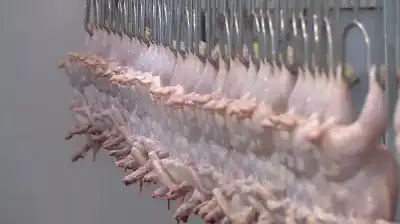 الأردن.. المخزون الاستراتيجي من الدواجن يكفي