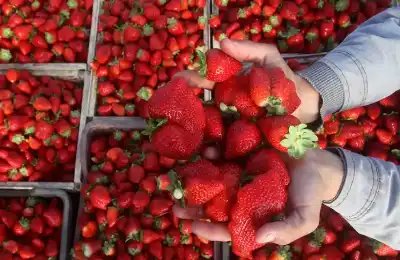 مصر: فراولة مسرطنة تثير المخاوف.. والحكومة