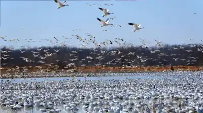 بوصلة بيولوجية وحواس خارقة.. فمن علّم