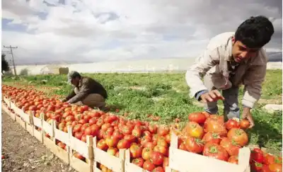 متخصصون: محافظات الأردن الزراعية خط الدفاع
