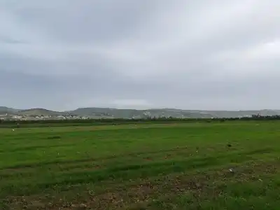 أمطار الخير تنعش مراعي الأغوار الشمالية