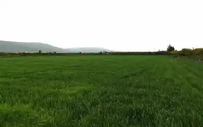 القطاع الزراعي .. أبرز محركات الأداء