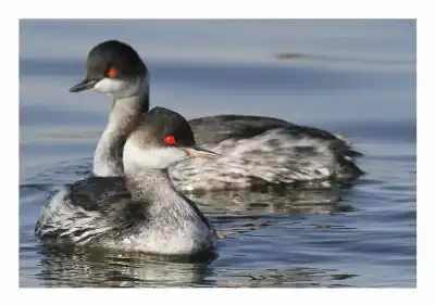 العقبة تحتضن الطيور المهاجرة ومرصدها يعزز