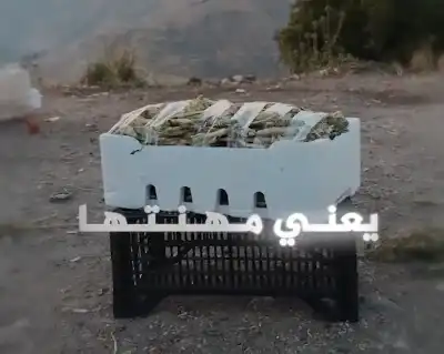 عكوب الأردن.. ذهب الجبال الذي يطوع