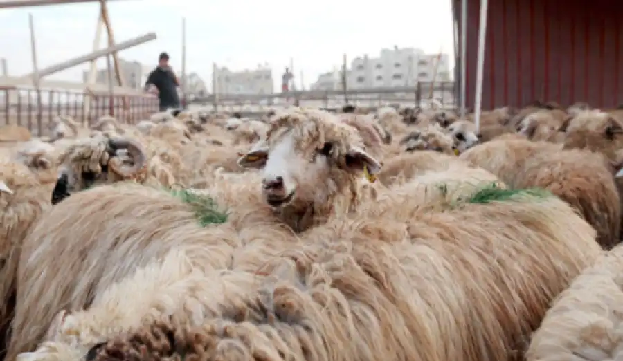 مدار الساعة,أخبار الأردن,اخبار الاردن