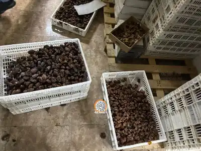 بلدية اربد تتلف 3.5 طن من