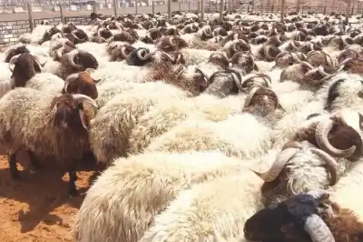 بعد فرض رسوم أردنية.. سوريا تحول