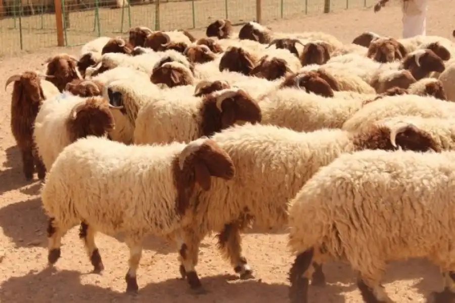 مدار الساعة,أخبار الأردن,اخبار الاردن,وزير الزراعة,مواقع التواصل الاجتماعي