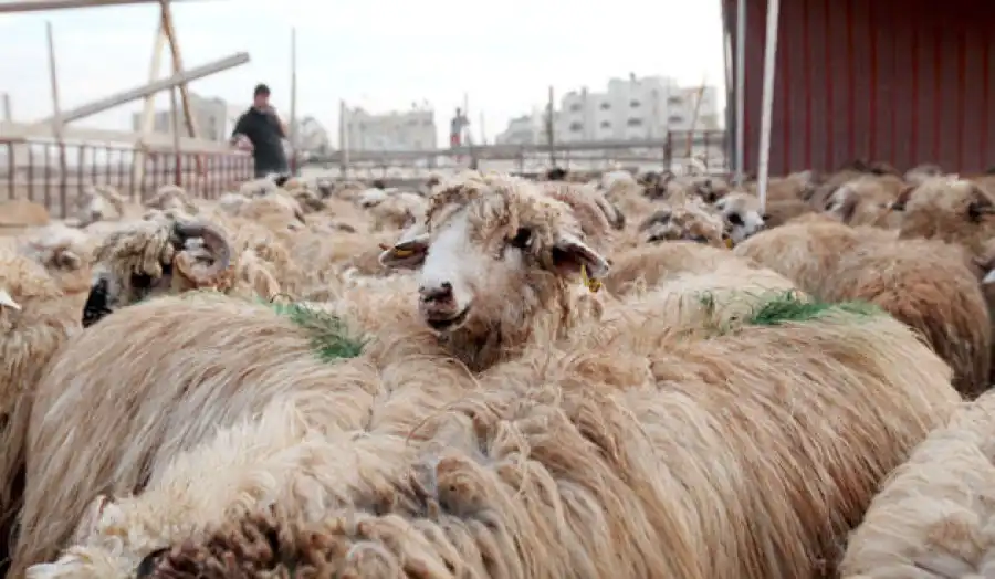 مدار الساعة,أخبار الأردن,اخبار الاردن,أخبار اقتصادية
