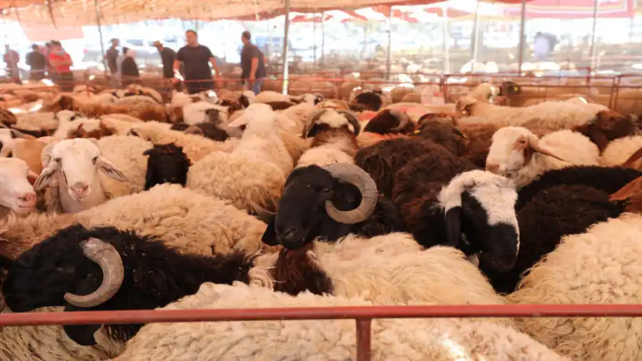 مدار الساعة,أخبار الأردن,اخبار الاردن,أمانة عمان الكبرى,عيد الأضحى