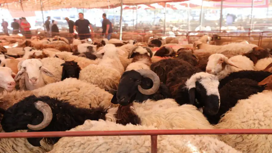 مدار الساعة,أخبار الأردن,اخبار الاردن,الهيئة الخيرية الأردنية الهاشمية,دائرة الإفتاء العام,عيد الأضحى,قطاع غزة