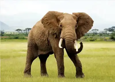 ما الذي يمكن فعله عندما يكون