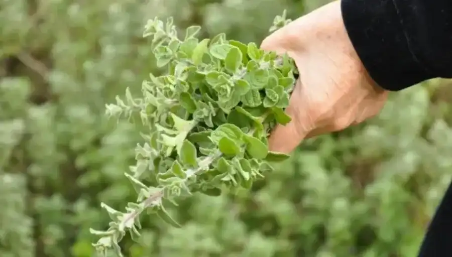 مدار الساعة,أخبار الأردن,اخبار الاردن