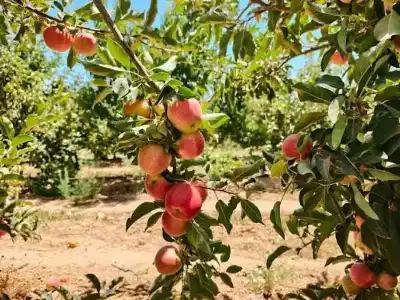 تفاح الشوبك.. وفرة في الإنتاج ومطالب