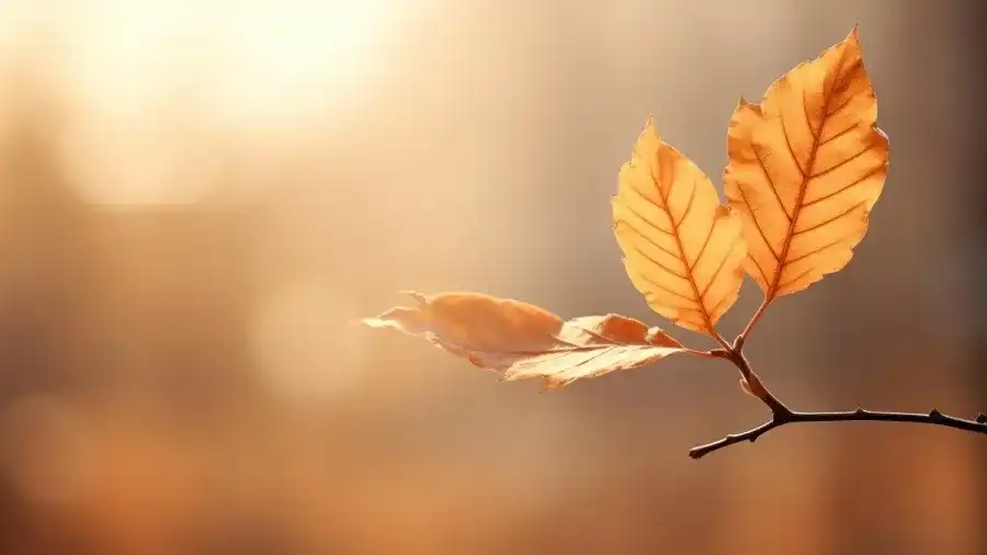 مدار الساعة,أخبار الأردن,اخبار الاردن