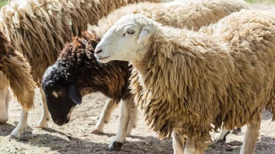 مدار الساعة,أخبار الأردن,اخبار الاردن,وزارة الزراعة