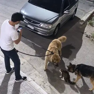 الأردن: القبض على شخص سمح عمدا