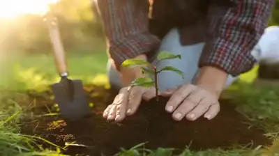 البدء بزراعة 200 فضلة أرض في