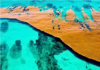 بحر سارغاسو بلا شواطئ يوثق التحولات