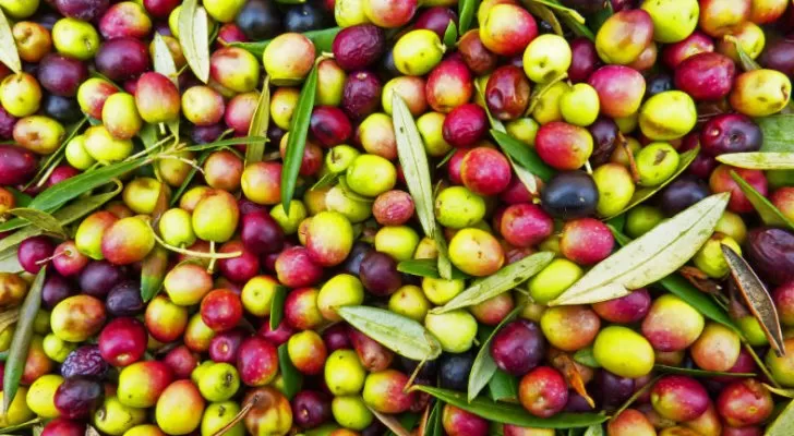 مدار الساعة,أخبار اقتصادية,وزير الزراعة