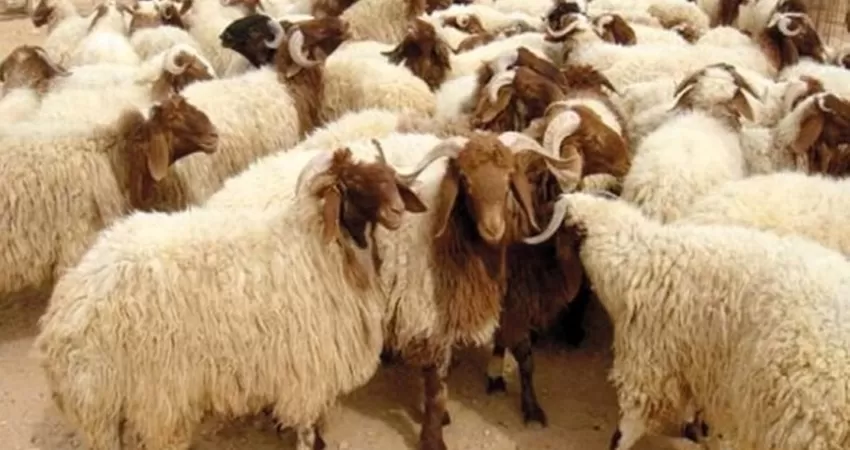 مدار الساعة,أخبار اقتصادية,وزارة الزراعة,المملكة العربية السعودية