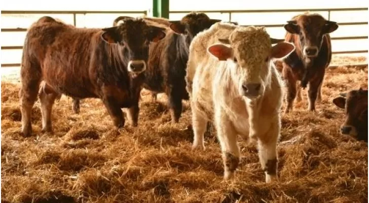 مدار الساعة,أخبار عربية ودولية,وزير الزراعة,وزارة الزراعة