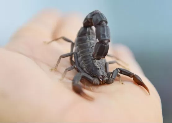 مدار الساعة,أخبار خفيفة ومنوعة