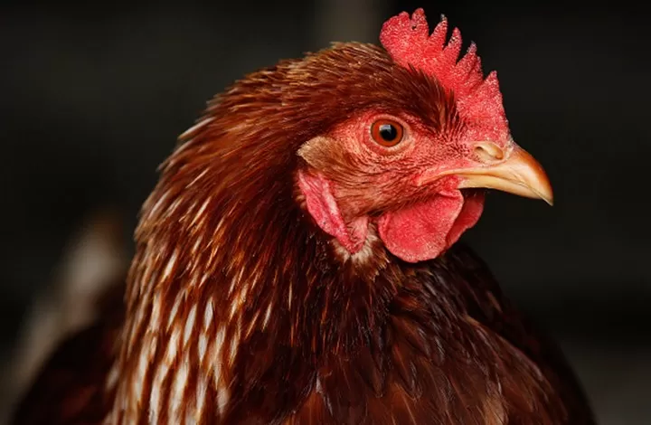 مدار الساعة,أخبار خفيفة ومنوعة