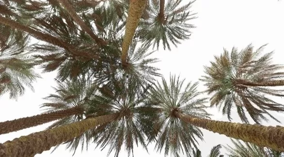 مدار الساعة,أخبار ثقافية,وزيرة الثقافة,المملكة الأردنية الهاشمية,مملكة البحرين,جمهورية مصر العربية,سلطنة عمان,المملكة العربية السعودية,الإمارات العربية المتحدة,جامعة الدول العربية