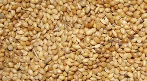 مدار الساعة,أخبار الأسرة